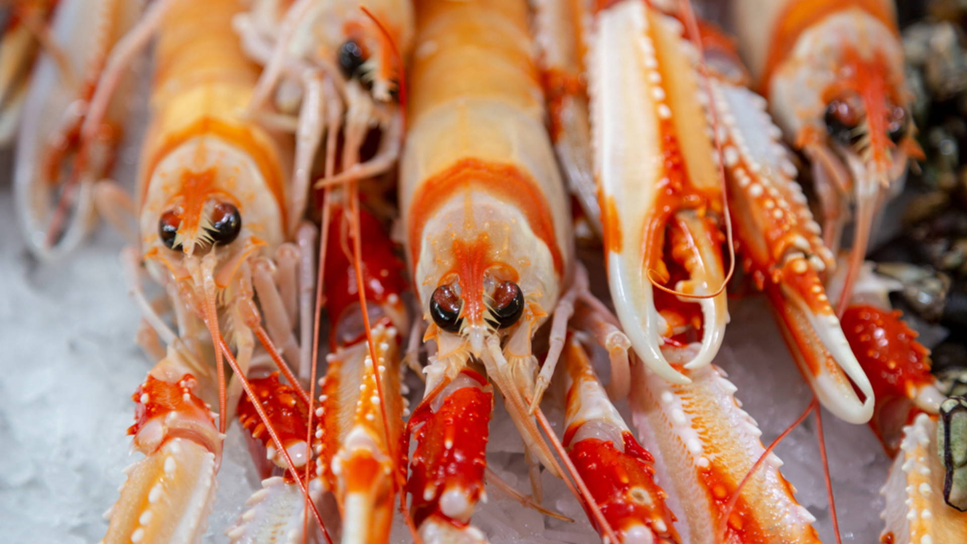 Featured image for British Grocer Waitrose And Biotech Company Developing Packaging From Langoustine Shells