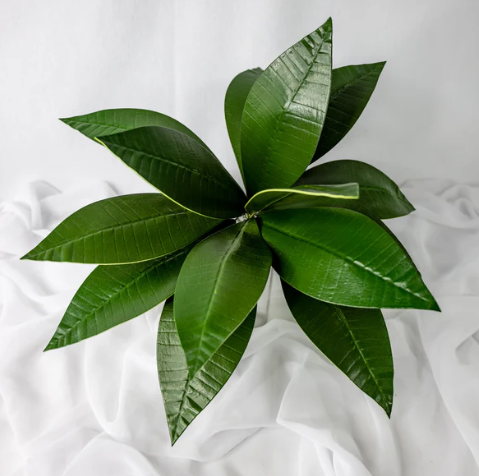 Pointed Frangipani Leaf (12 Pack) - Realistic Artificial Flowers and Greenery - Image 3