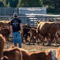man standing in corral working cattle