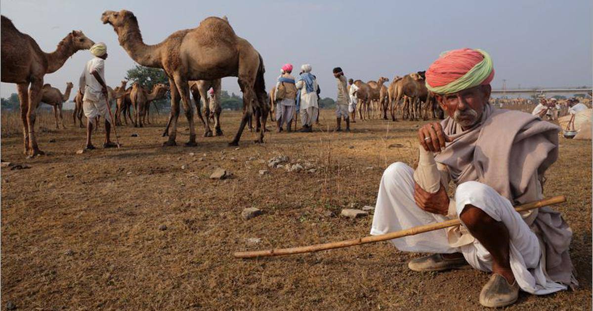 Raika and Rabari communities of Rajasthan