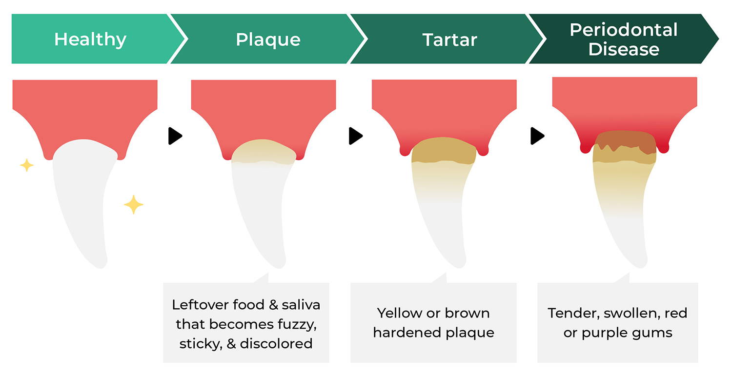 Infographic showing the stages of periodontal gum disease in dogs