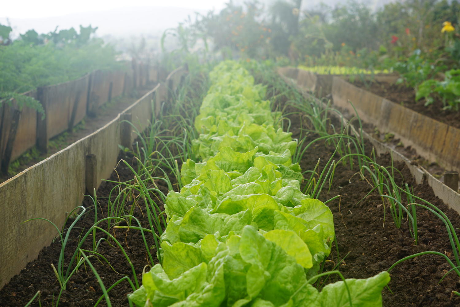 West London NHS Grow Garden Initiative Promotes Farm-to-Fork Catering