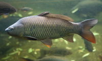 Carp