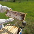 full-capped-honey-frame-at-gypsy-shoals-farm-honey-apiary
