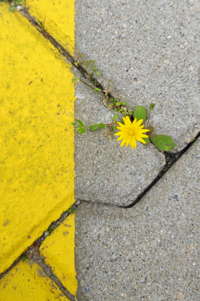 Post Traumatic Growth: From Survival to Meaning, Choice, and Expansion