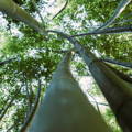 Bamboo stems growing up towards the sky