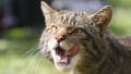 closeup of a scottish wildcat's face