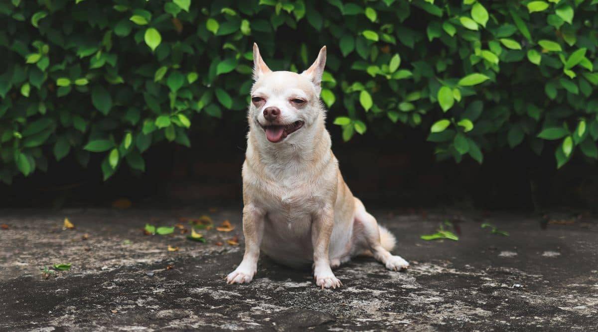 senior chihuahua care