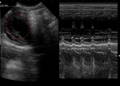 Imágenes de ultrasonido veterinario portátil VU10 BMmode
