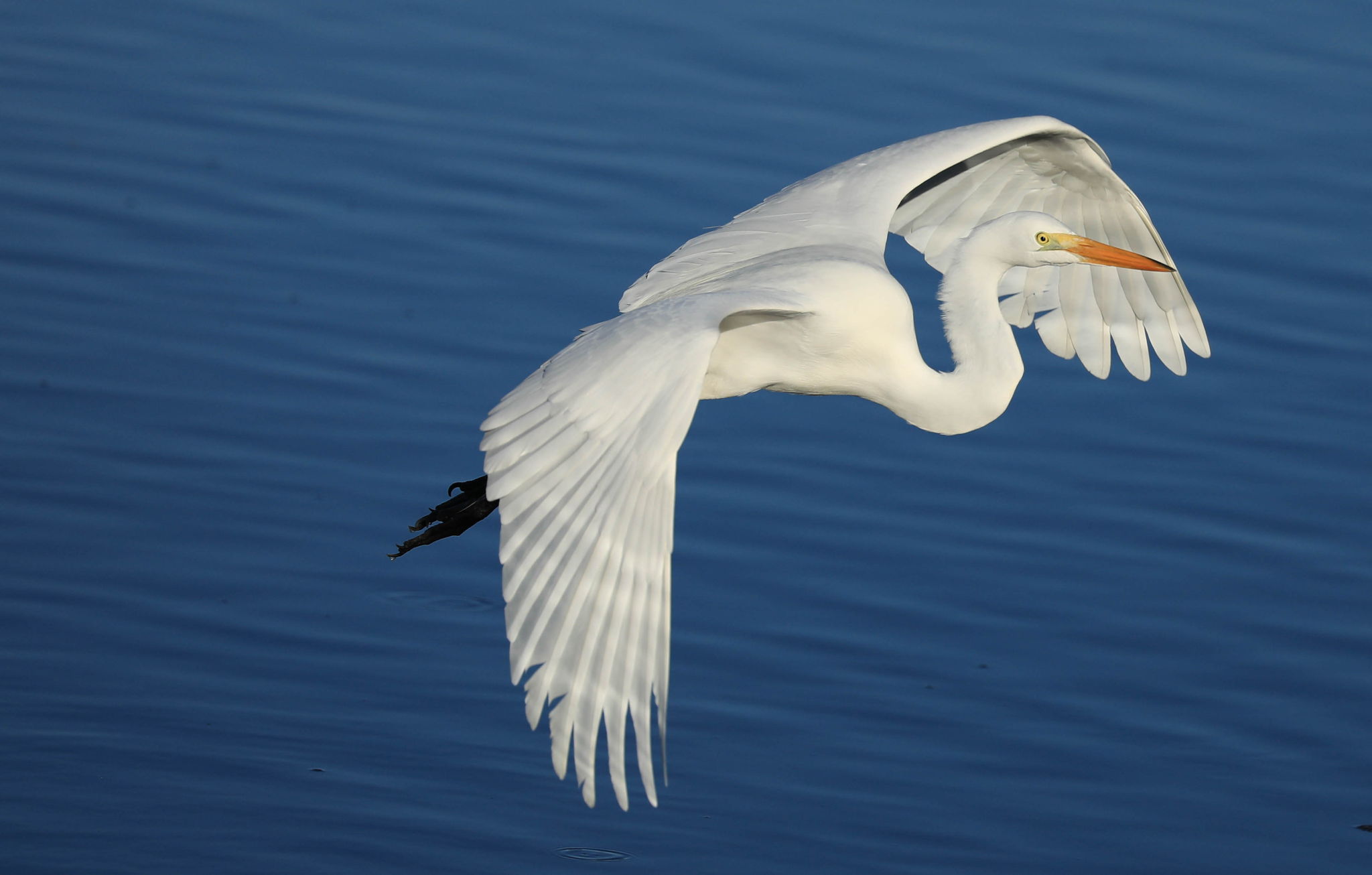 Great Egret - Sanibel Island, Florida