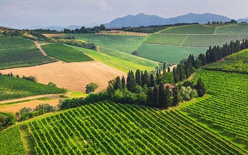  Siena (SI)
- Chianti 1.jpg vineyards