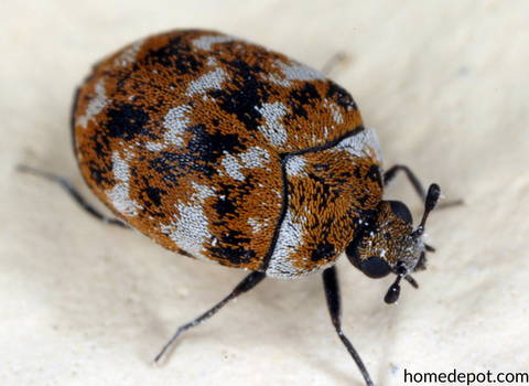 carpet_beetle