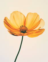 A yellow cosmos flower on a pale ground