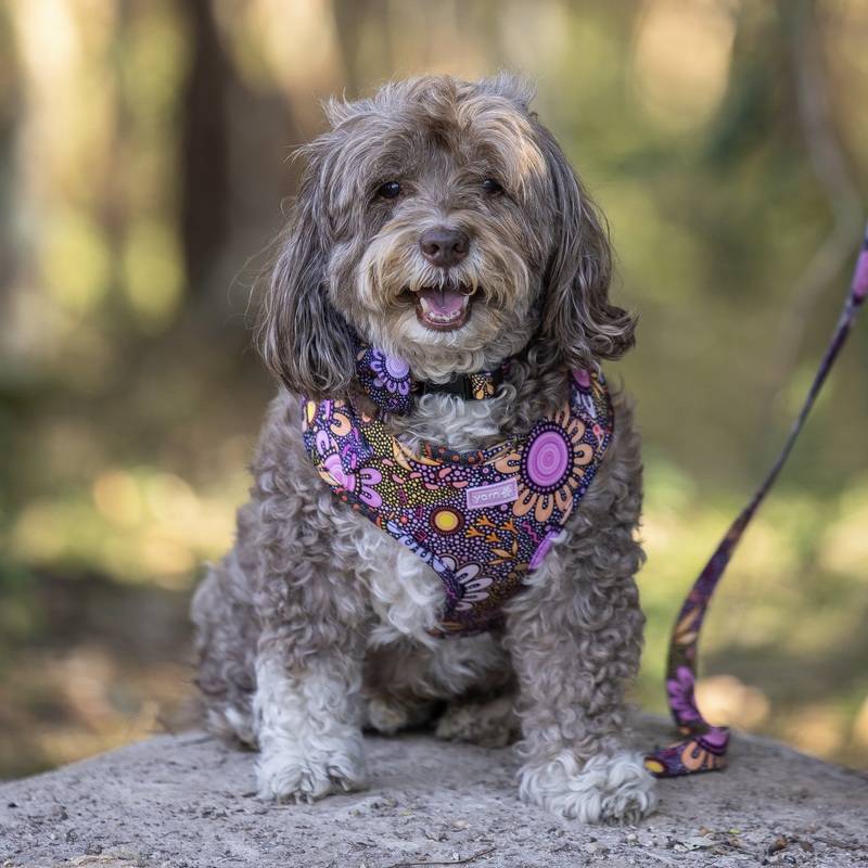 Milo the dog wearing a harness and pet accessories with Indigenous Australian artwork
