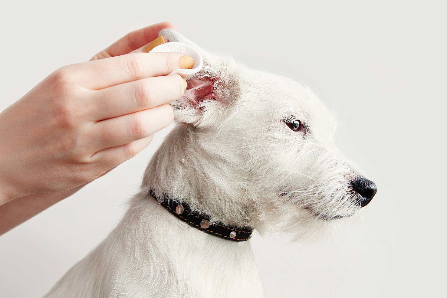 Dog having its ears examined during a grooming session