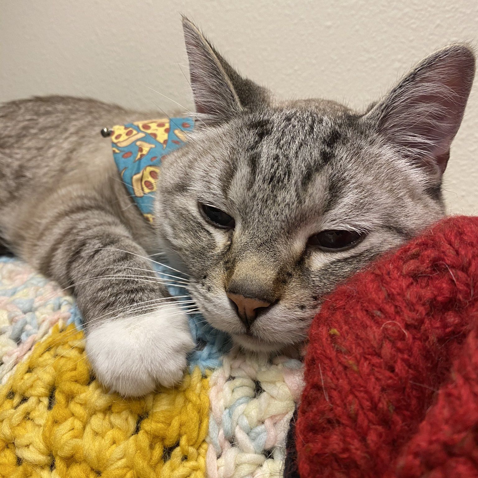 sleepy cat resting on a blanket