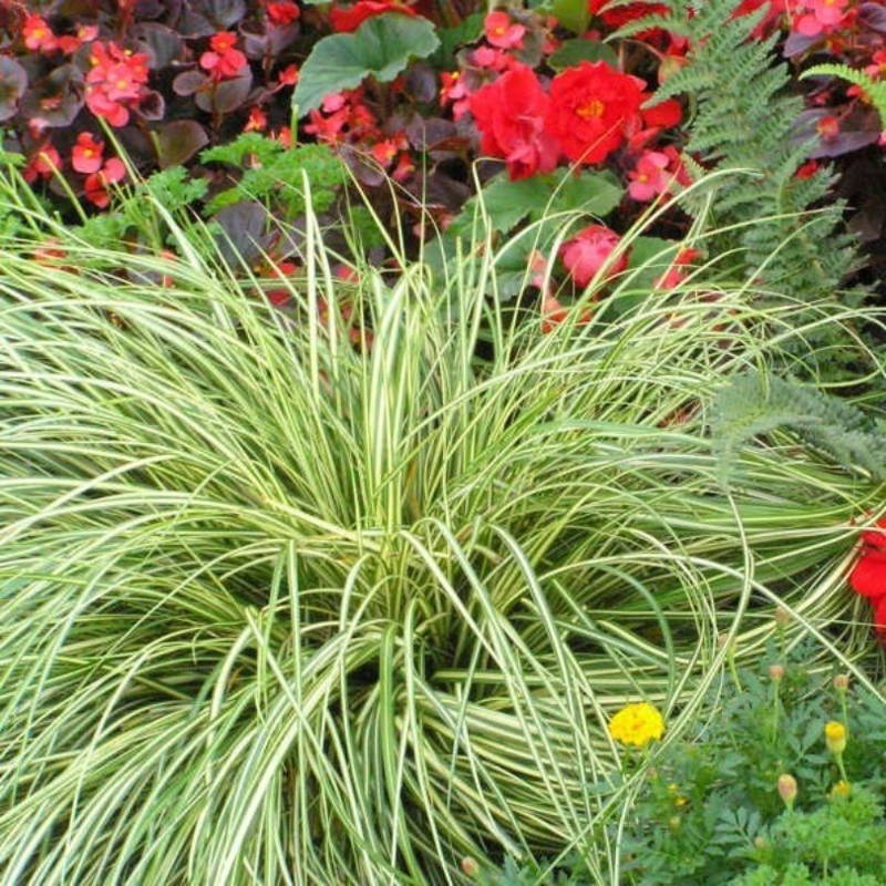 Close up image of gold and green blades from 'Evergold' sedge.