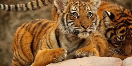 Global Tiger Day 2024 promotional image
