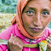 Sea buckthorn berry harvester