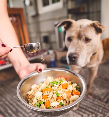 Dog looking at bowl of food with spoon pouring in opal pets perfect  powder vegan supplement for dogs