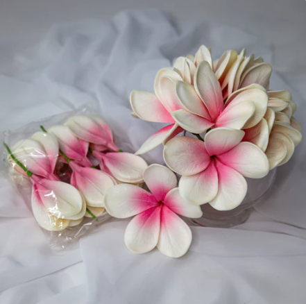 White Pink Frangipani Flowerhead ( 6 Pack ) - Realistic Artificial Flowers