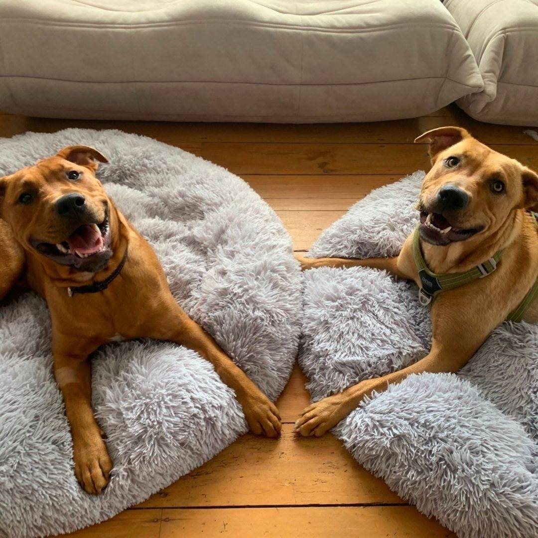 Ultimate Comfort for Anxious Pets