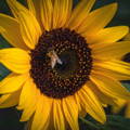 sunflowers-summer-bee-pollen-habitat