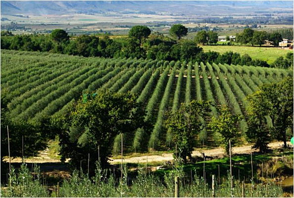  7600
- Olive Farming
