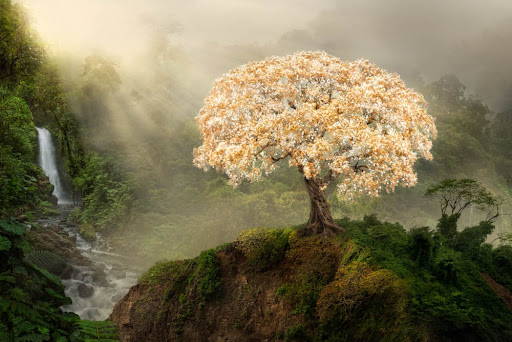 A glowing white tree stands on a hill with sunlight and a waterfall in the background.