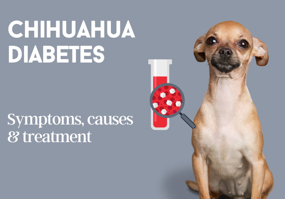 chihuahua diabetes