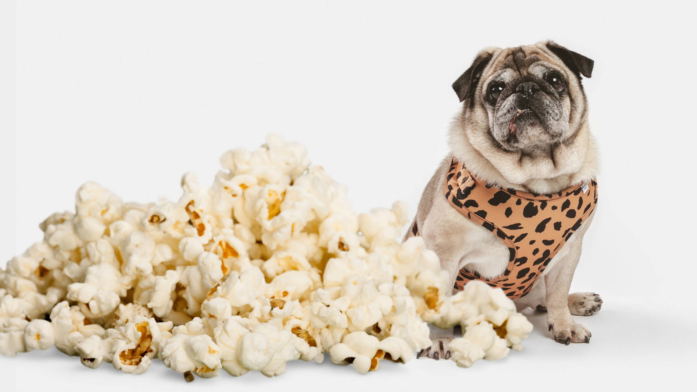 is popcorn bad for dogs.png