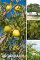 Arganbaum, Arganöl historische Verwendung: Akne, Herz-Kreislauf, Haare, trockene Haut, Juckreitz 