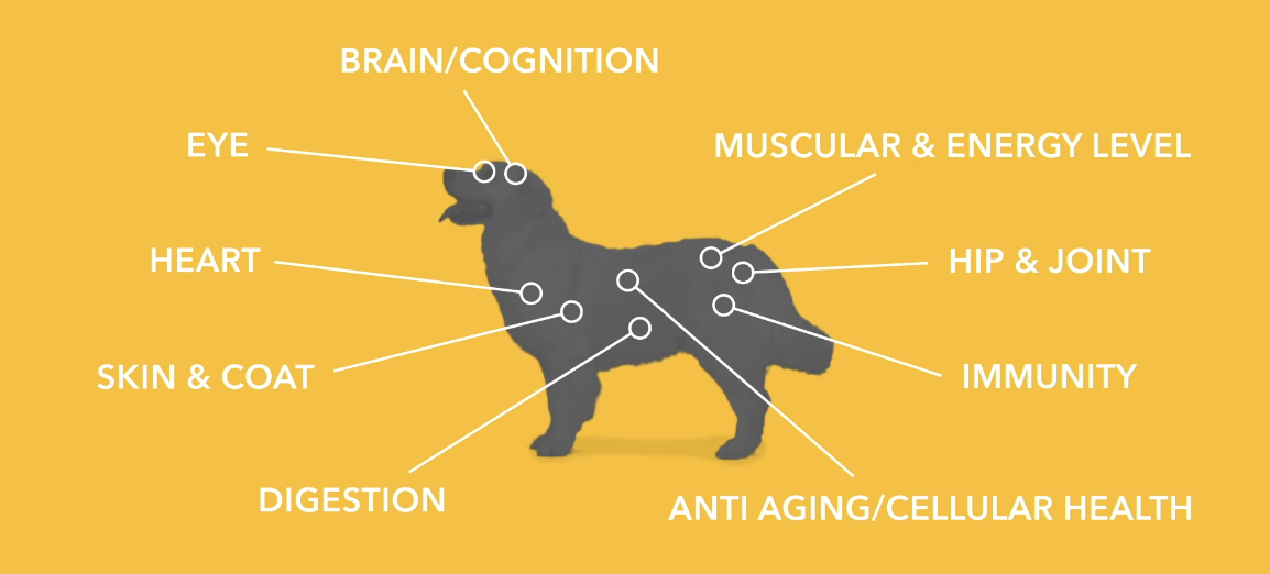 Infographic picture listing the important parts of senior dogs' health