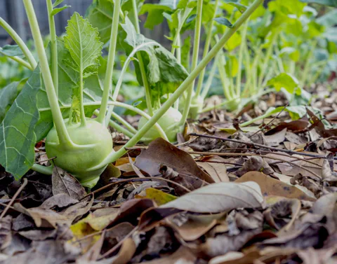 A raised bed garden in the fall
