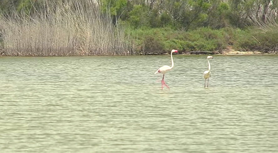  Torrevieja
- laguna rosa flamingos.jpg