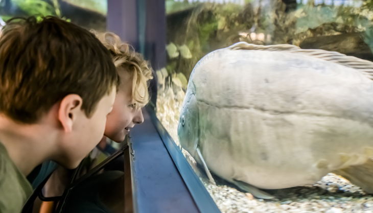 naturkundemuseum potsdam kaltwasser aquarium