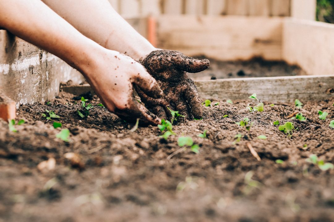 A gardener's hands planting seedlings in dark brown soil