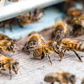 worker-honey-bees-guarding-hive-entrance worker-honey-bees-guarding-hive-entrance