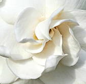 gardenia flower 
