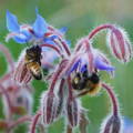 bees on borage - a companion plant for aubergines