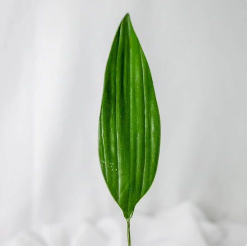 Lilium Leaf (12 Pack) - Realistic Artificial Flowers - Image 4