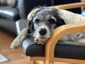 Anämie Hund