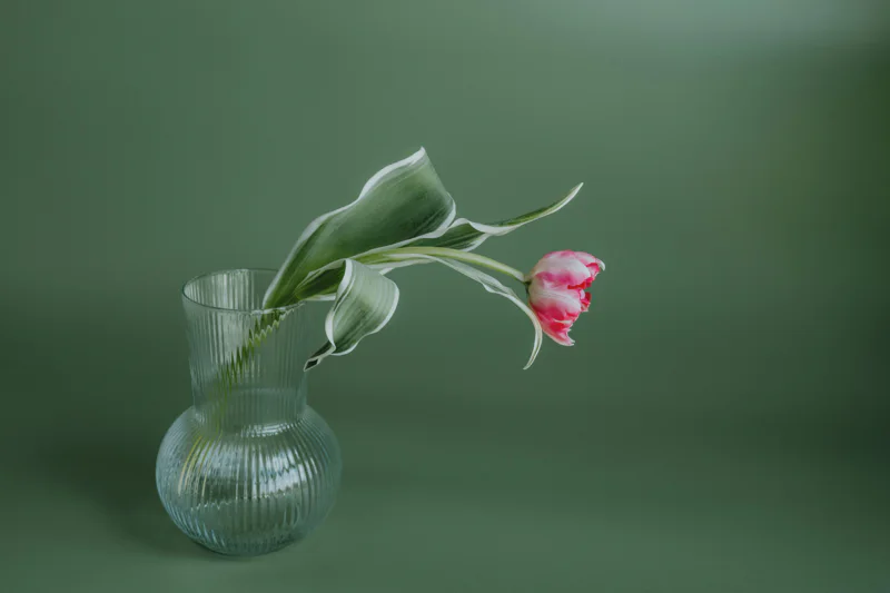 Pink and white tulip in a vase