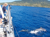A pod of dolphins off the coast of St. Kitts.