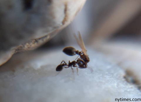how_do_ants_reproduce