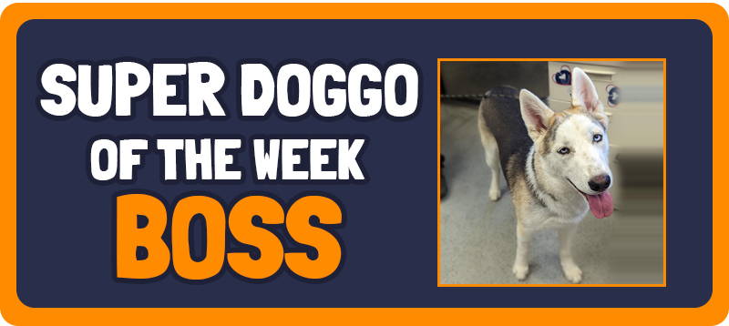 Doggo Of The Week - Boss