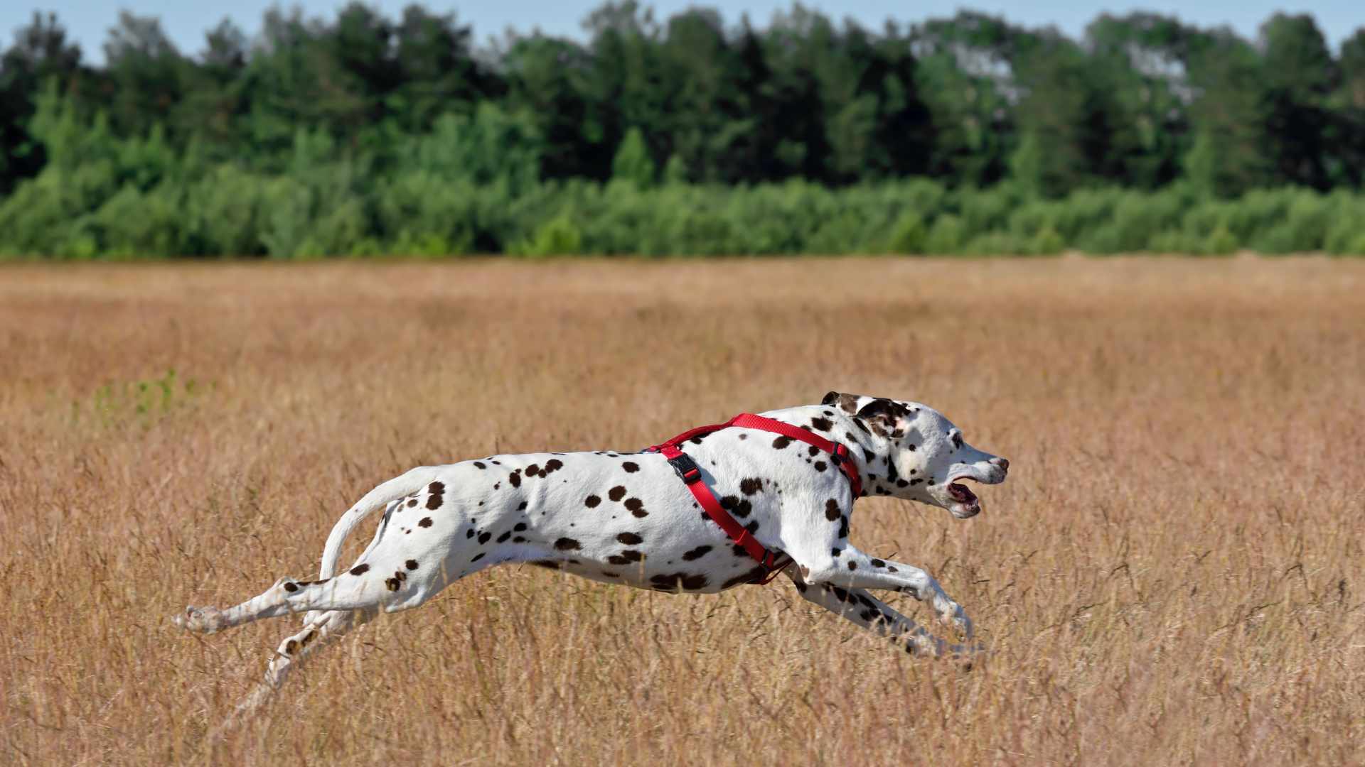 Glücklicher Hund