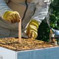 beekeeper-treating-varroa-mites-chemically beekeeper-treating-varroa-mites-chemically
