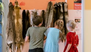 naturkundemuseum potsdam tierfelle