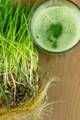 a batch of wheat grass with roots attached on a wooden counter with a glass of wheat grass juice